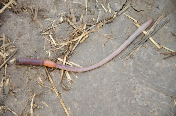 Fototapeta Earthworm on Soil Surface in Natural Environment