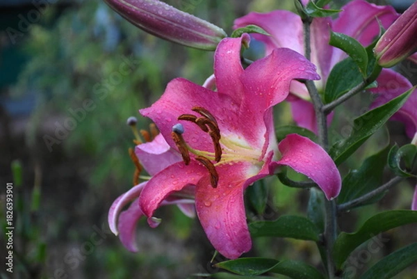 Obraz Elegant Pink Lily in Full Bloom
