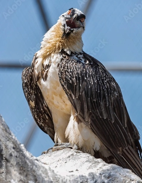 Obraz Bearded vulture (Gypaetus barbatus) with open beak perches on rocky outcrop against blue sky. Striking ruff, intense gaze in sharp focus.