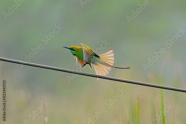 Obraz green bee-eater