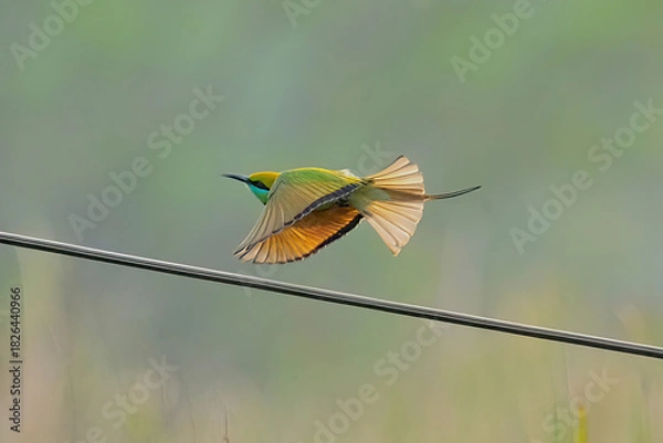 Obraz green bee-eater