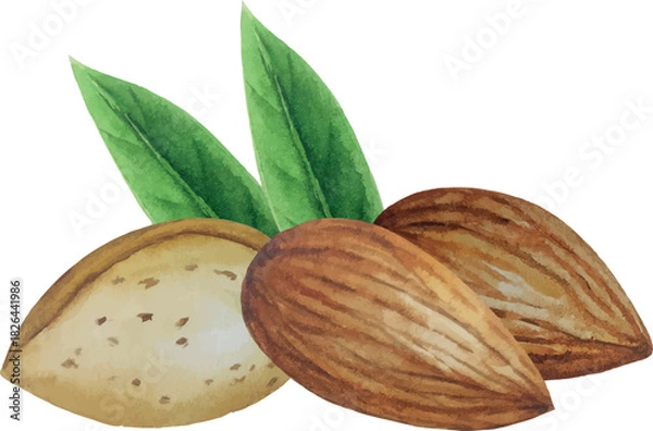 Obraz Vector almond nut composition. White background. For your design