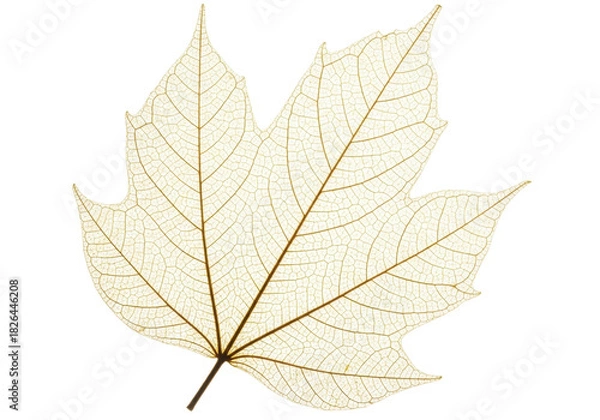 Fototapeta Isolated maple leaf skeleton with detailed leaf veins and texture in beige tones isolated