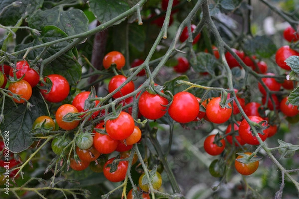 Obraz a close up of cherry tomato plant with ripe tomatoes