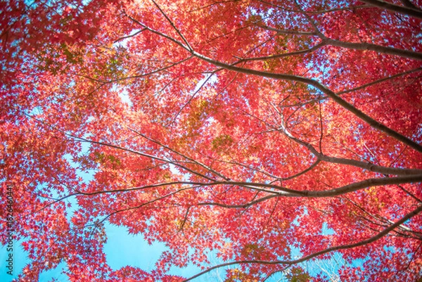 Fototapeta 真っ赤な紅葉