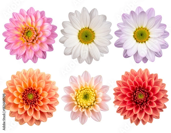 Fototapeta Set of flowers isolated on white background, colorful floral arrangement illustration, decorative bouquet, spring and summer flowers, nature-inspired design PNG.