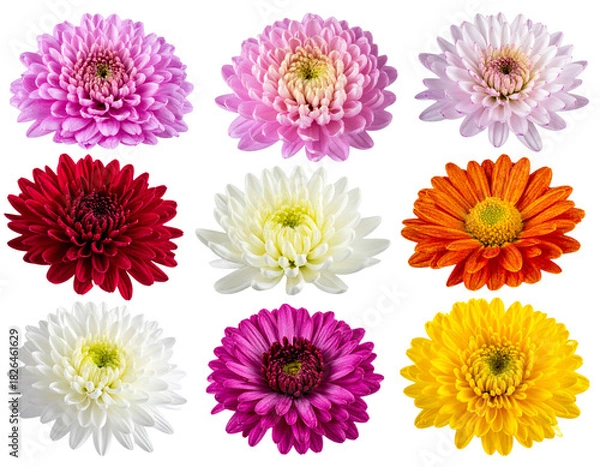 Fototapeta Set of flowers isolated on white background, colorful floral arrangement illustration, decorative bouquet, spring and summer flowers, nature-inspired design PNG.
