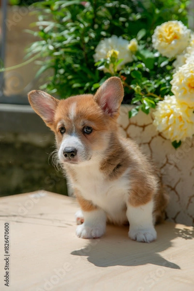 Fototapeta Cute Welsh Corgi puppy in summer walking near a bush with roses