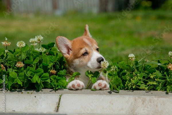 Fototapeta Cute Welsh Corgi puppy walking in the grass in summer