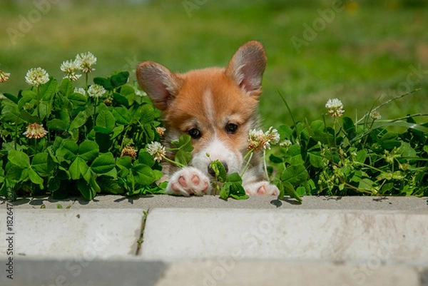 Fototapeta Cute Welsh Corgi puppy walking in the grass in summer