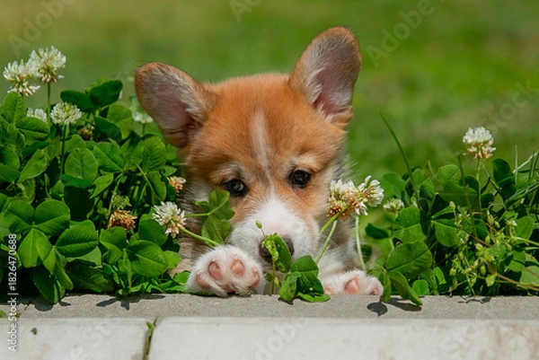 Fototapeta Cute Welsh Corgi puppy walking in the grass in summer