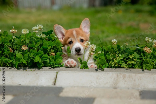Fototapeta Cute Welsh Corgi puppy walking in the grass in summer