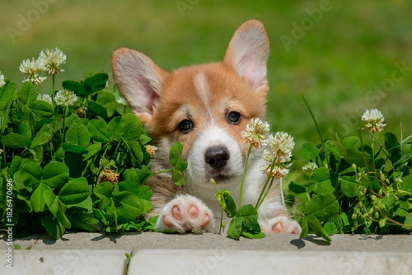 Fototapeta Cute Welsh Corgi puppy walking in the grass in summer