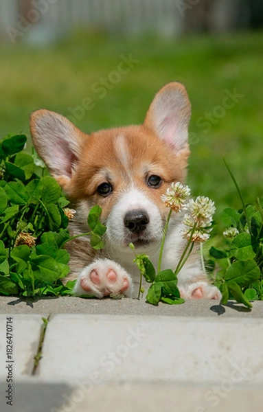Fototapeta Cute Welsh Corgi puppy walking in the grass in summer