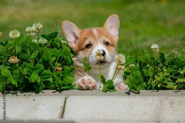 Fototapeta Cute Welsh Corgi puppy walking in the grass in summer