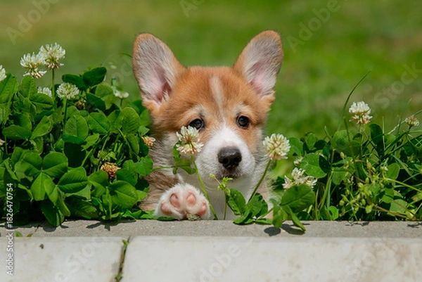 Fototapeta Cute Welsh Corgi puppy walking in the grass in summer