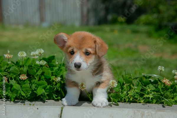 Fototapeta Cute Welsh Corgi puppy walking in the grass in summer
