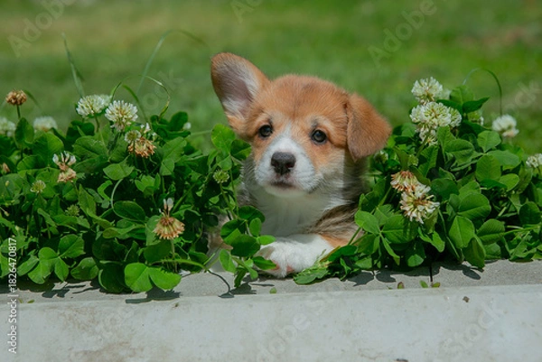 Fototapeta Cute Welsh Corgi puppy walking in the grass in summer