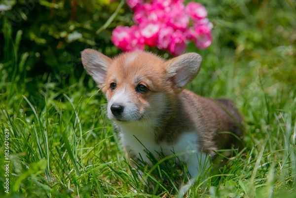 Fototapeta Cute Welsh Corgi puppy in summer walking near a bush with roses