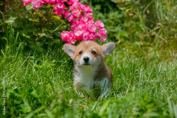 Fototapeta Cute Welsh Corgi puppy in summer walking near a bush with roses