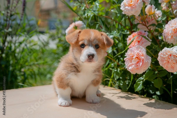 Fototapeta Cute Welsh Corgi puppy in summer walking near a bush with roses