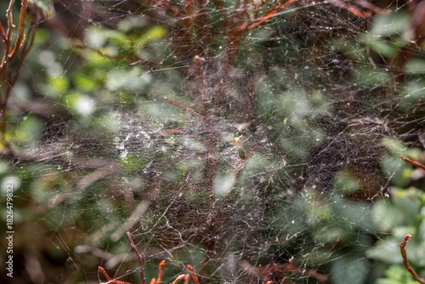 Obraz Spider Web with Camouflaged Spider