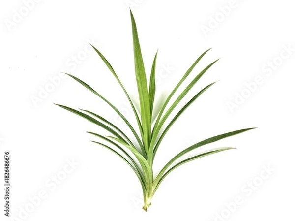 Fototapeta Pandanus plant isolated on white background 