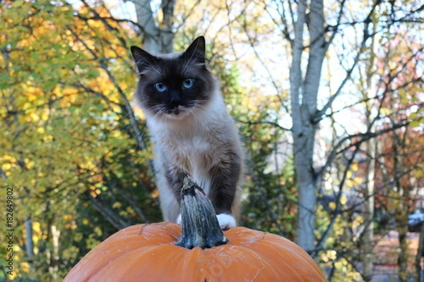 Obraz White and Brown Cat