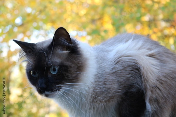 Obraz White and Brown Cat