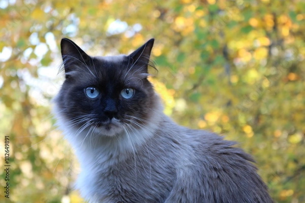 Obraz White and Brown Cat