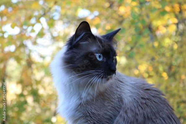 Obraz White and Brown Cat