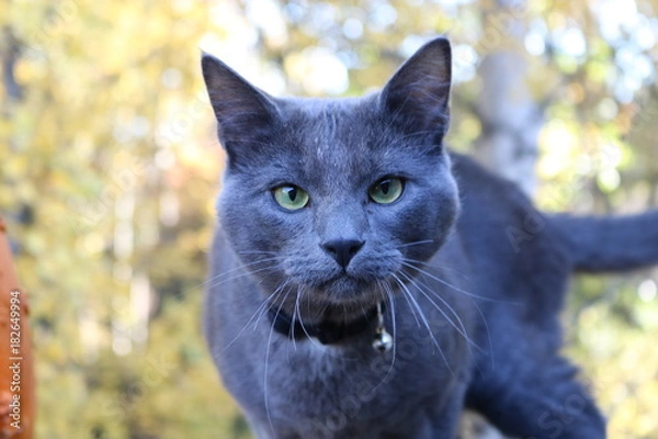 Obraz Grey Cat