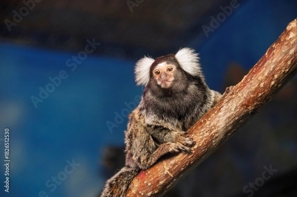 Obraz Common marmoset perched on a branch, showing white ear tufts and expressive face against soft blue background.
