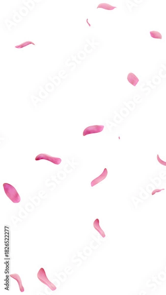 Obraz Falling pink tulip petals on transparent background 3D render