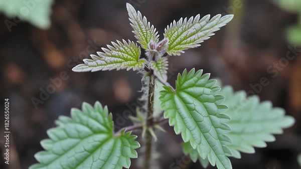 Obraz Close-up of a young stinging nettle plant with vibrant green leaves, showcasing its textured surface and intricate details in a natural outdoor setting.