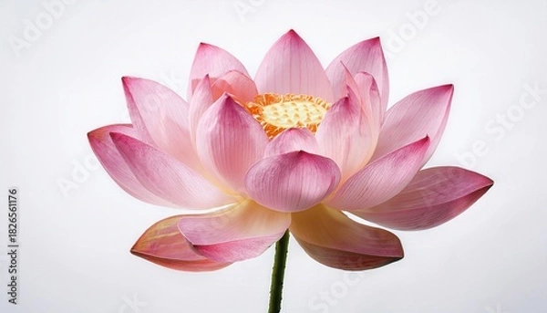 Obraz Elegant Pink Lotus Flower Blossom Isolated on White Background Stock Photo