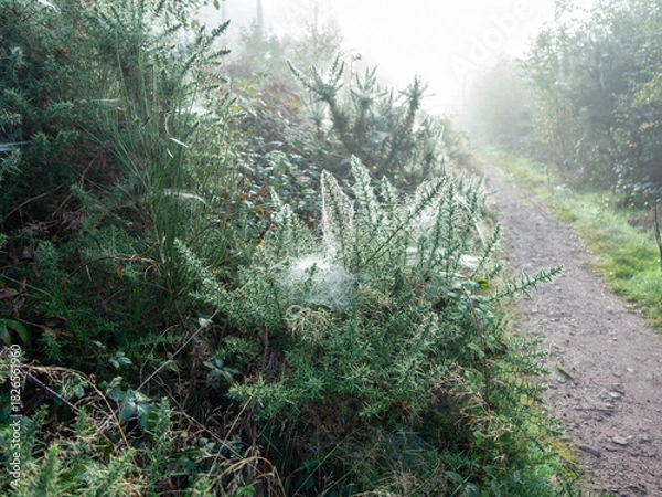 Obraz Cobwebs on gorse bushes brought to visibility by frost and mist on a winters day revealing how busy the spiders have been a sight that is normally invisible .