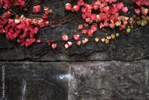 Fototapeta Red and green ivy leaves on a stone wall in autumn.