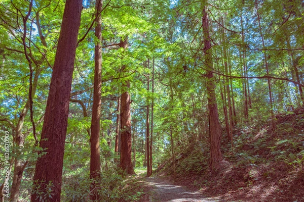 Obraz 茨城　西金砂山の登山道