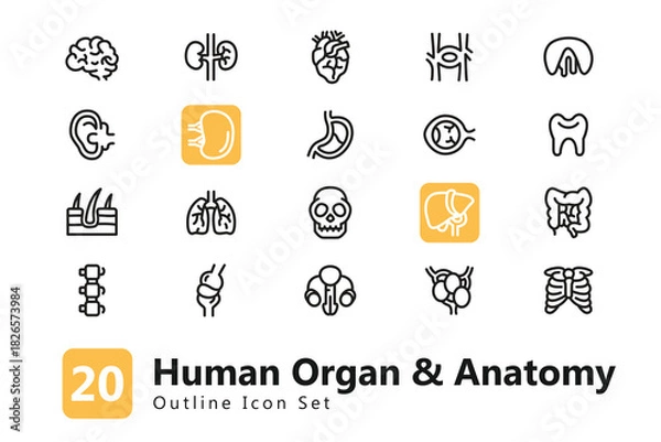 Fototapeta Human Organ & Anatomy Outline Icon Set. Environment Icon Collection. EPS Vector Illustration. Suitable for Any Project