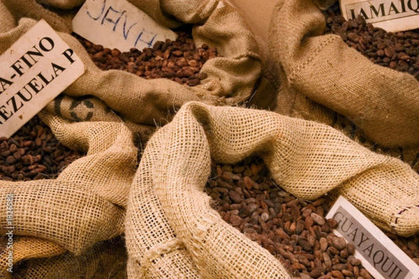 Obraz cacao fêves
