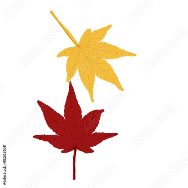 Fototapeta autumn maple leaf