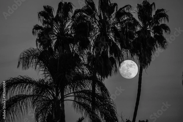 Obraz Moon rises behind trees
