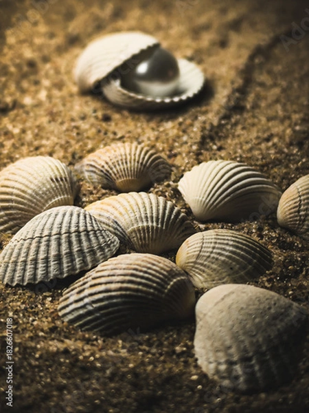 Obraz shells on the beach