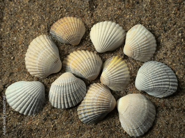 Obraz seashells on the beach