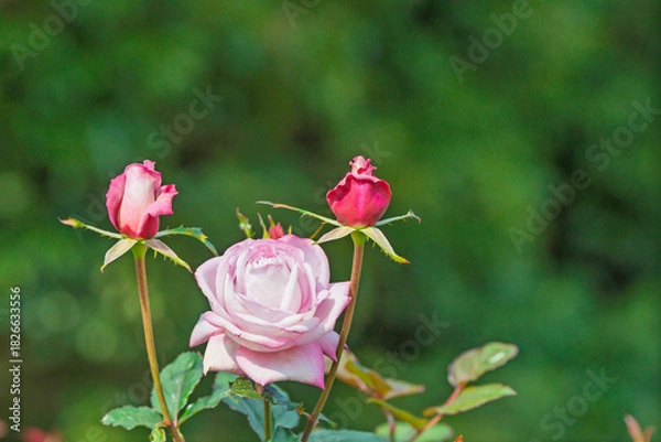 Obraz 緑の背景の中で優雅に咲く、淡いピンク色のバラと蕾