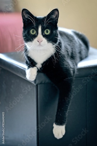 Fototapeta Funny tuxedo cat posing on a stool. Vertical image with soft focus.