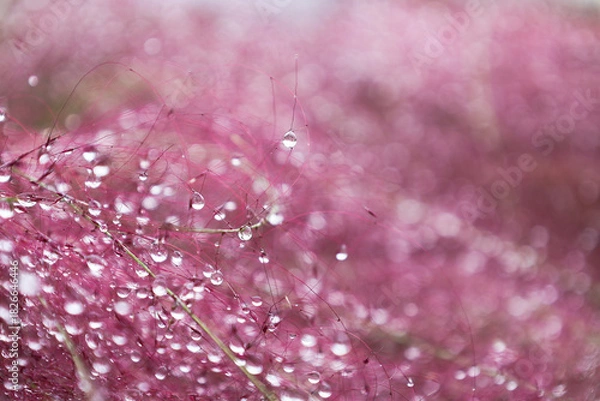Obraz Dewdrops decorating the pink muhly.