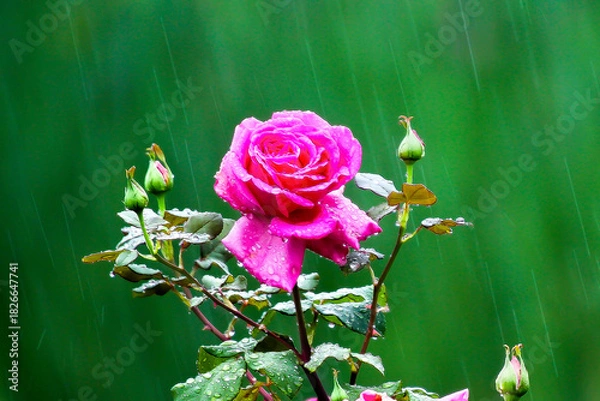 Obraz Raindrop-covered roses