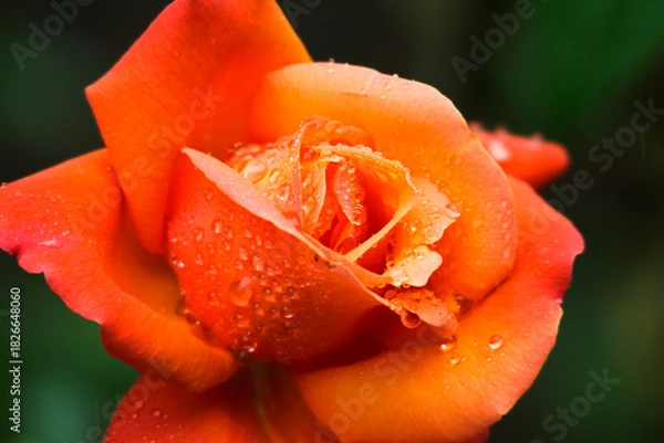 Obraz Raindrop-covered roses